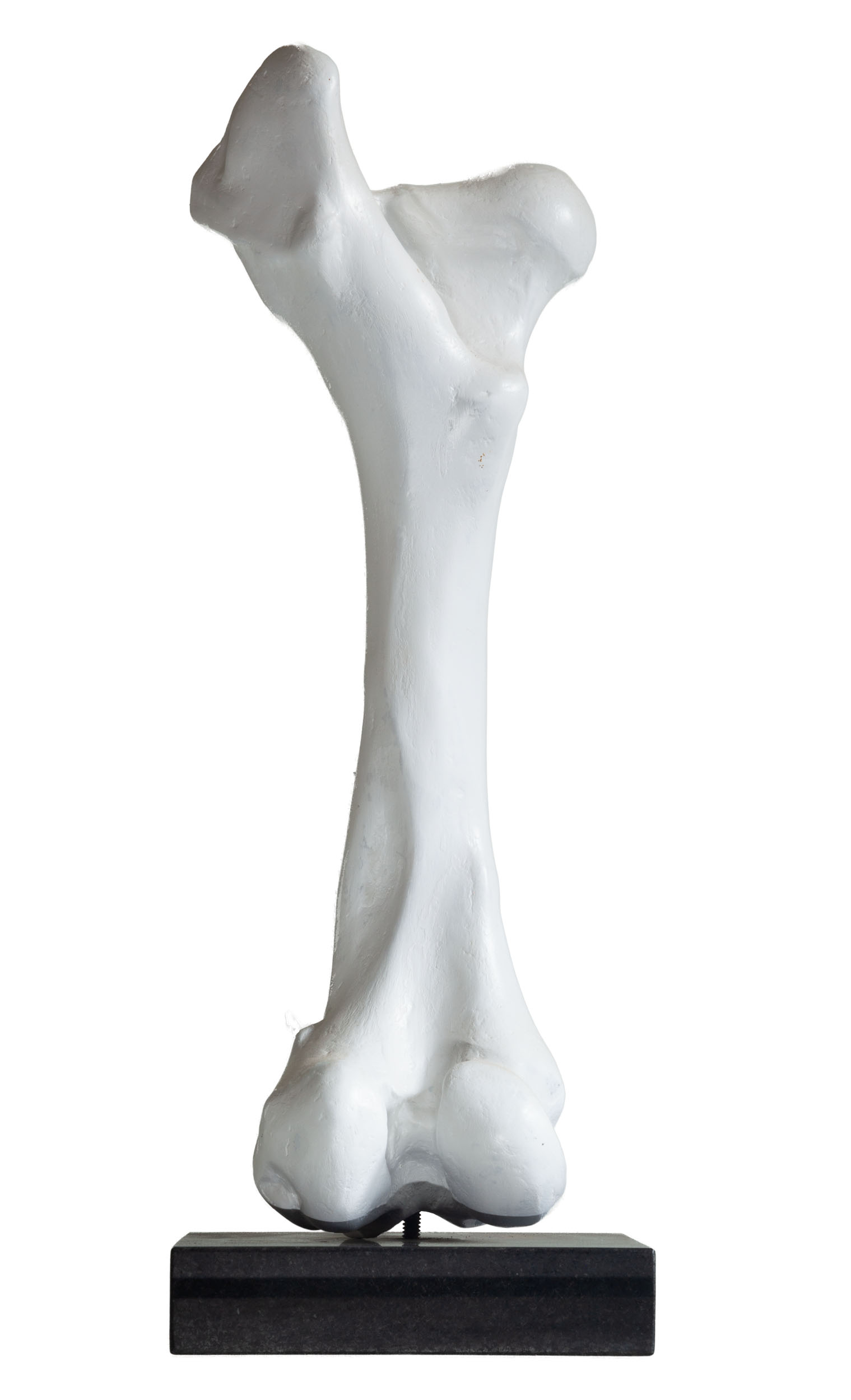 Brancusi bone